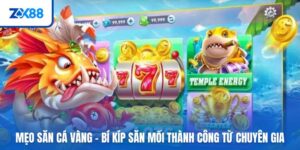 meo-san-ca-vang-anh-dai-dien